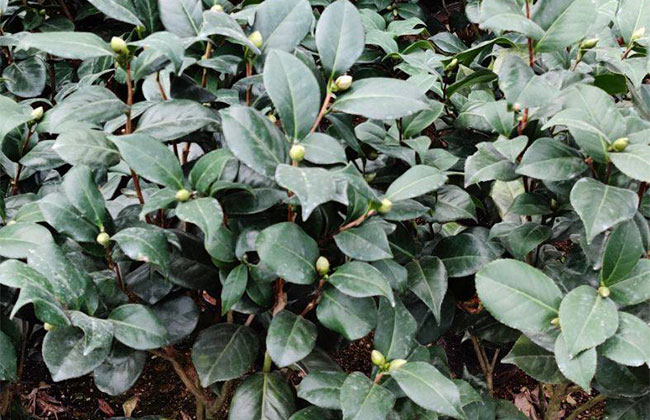 山茶花