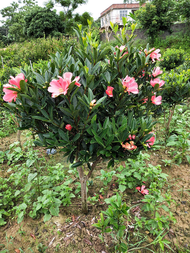 山茶花