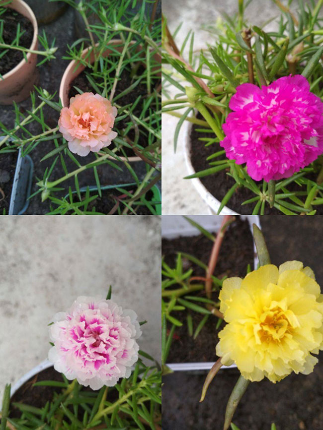 太阳花花籽怎么种?太阳花种植方法和时间