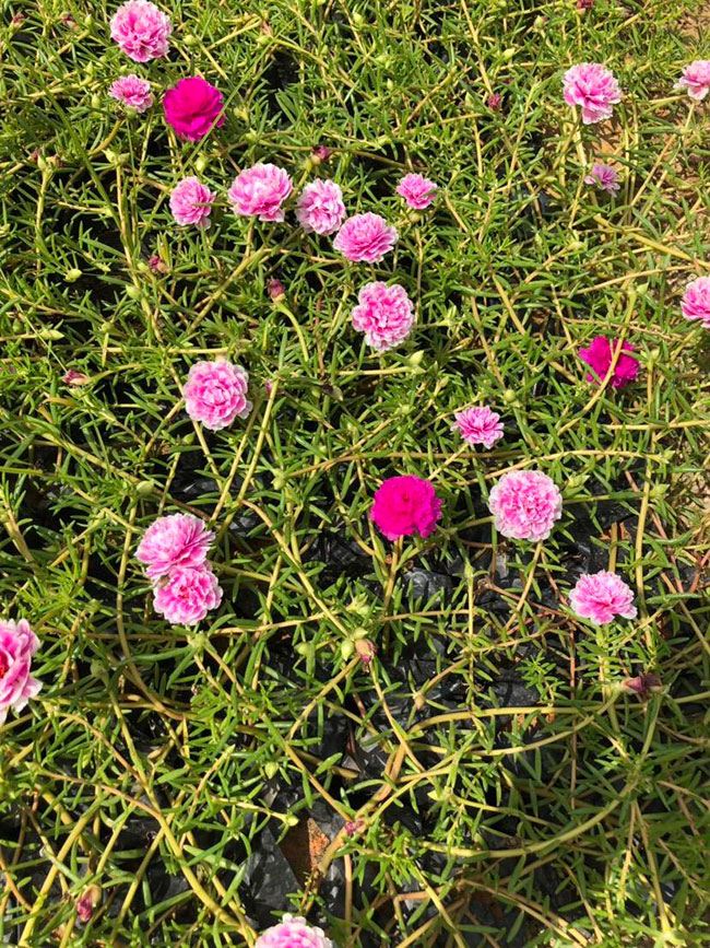 太阳花花籽怎么种?太阳花种植方法和时间