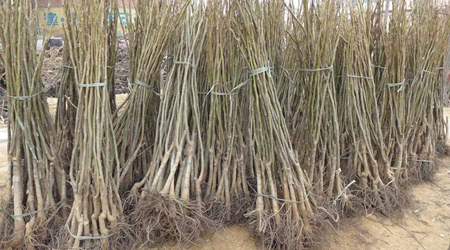 核桃苗什么时候种植好?核桃苗种植技术介绍