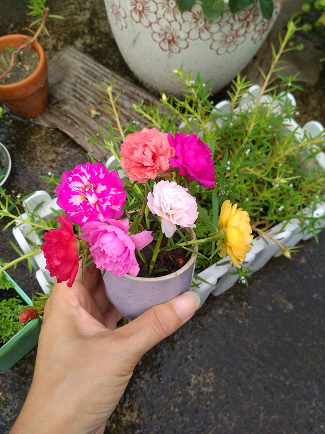 太阳花花籽怎么种?太阳花种植方法和时间