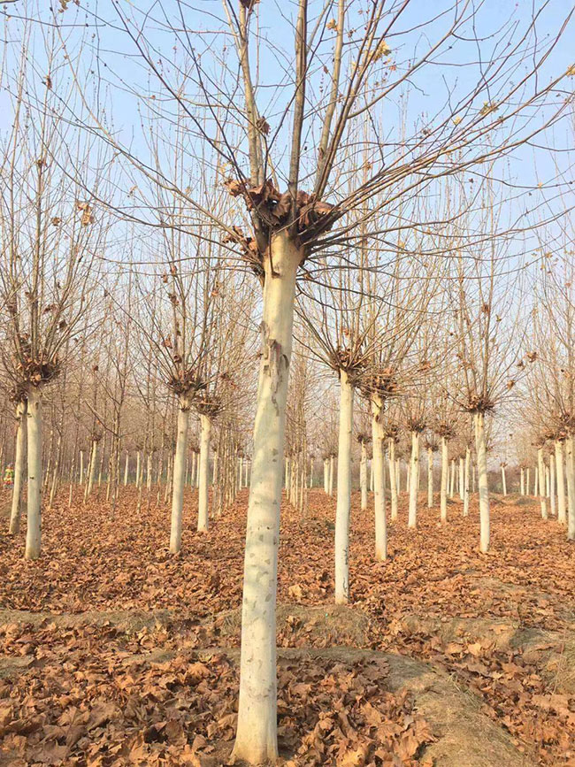 法桐什么时候种植好?法桐种植前景分析