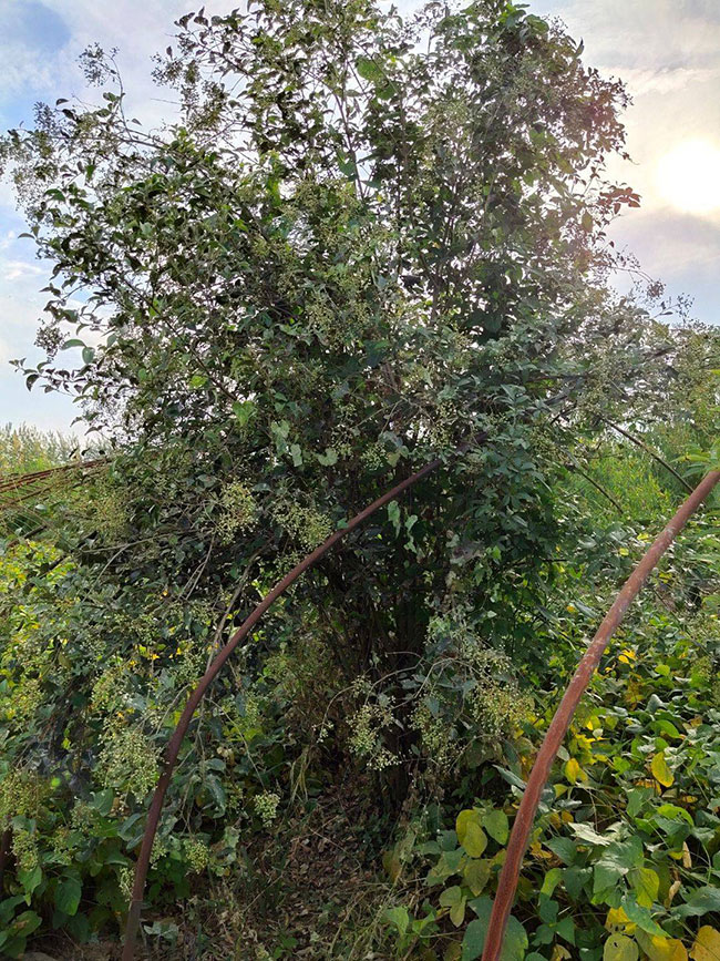 大叶女贞好种植吗?大叶女贞树种植季节注意事项