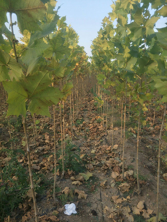 法桐什么时候种植好?法桐种植前景分析