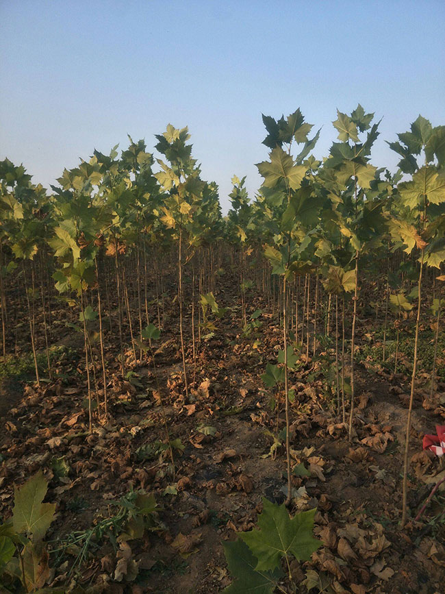 法桐什么时候种植好?法桐种植前景分析