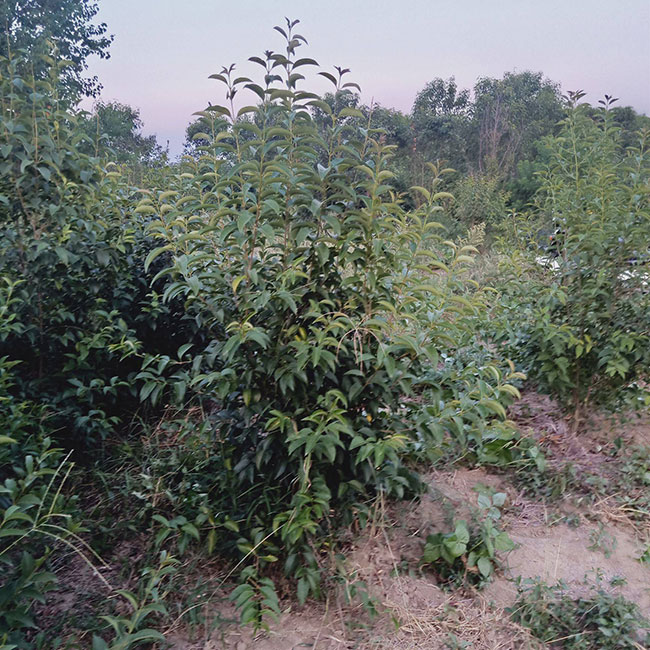 大叶女贞扦插怎么种植?大叶女贞种植前景如何