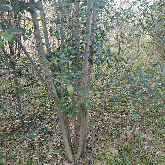 大叶女贞树怎么种植?大叶女贞栽培种植技术分享