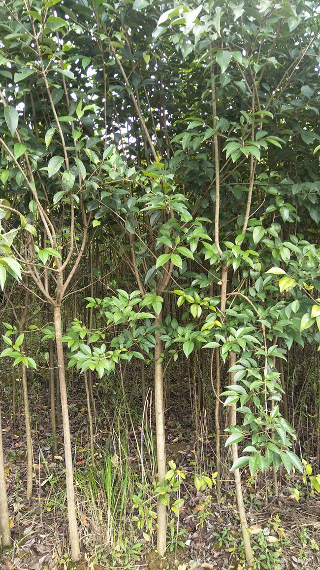 种植大叶女贞赚钱吗?大叶女贞种植效益分析
