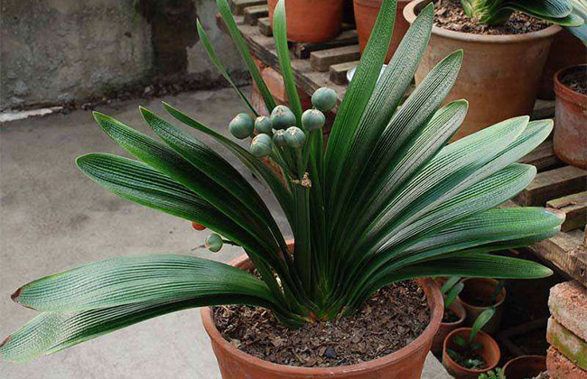 种植君子兰用什么花盆？
