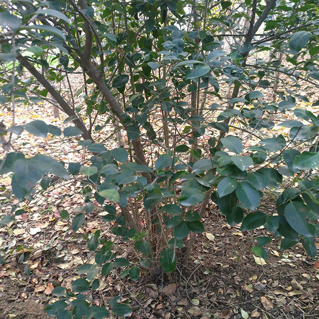 丛生大叶女贞怎么种植?大叶女贞种植技术