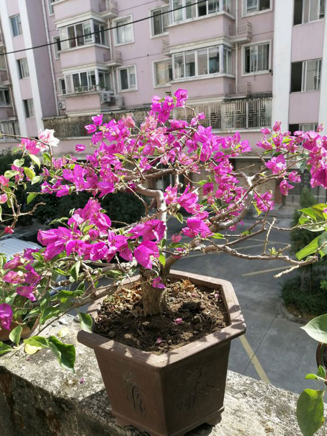 三角梅冬季养护