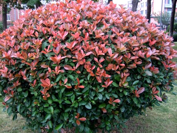 红叶石楠种子种植技术有哪些?红叶石楠种植技术