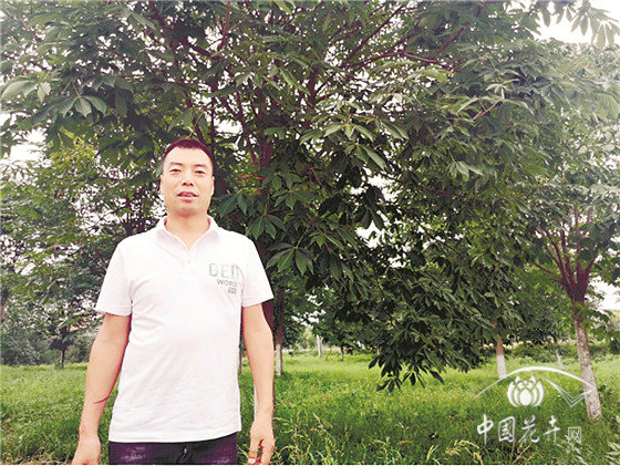 他苗圃中的巨紫荆和七叶树为何长得快、卖得贵?