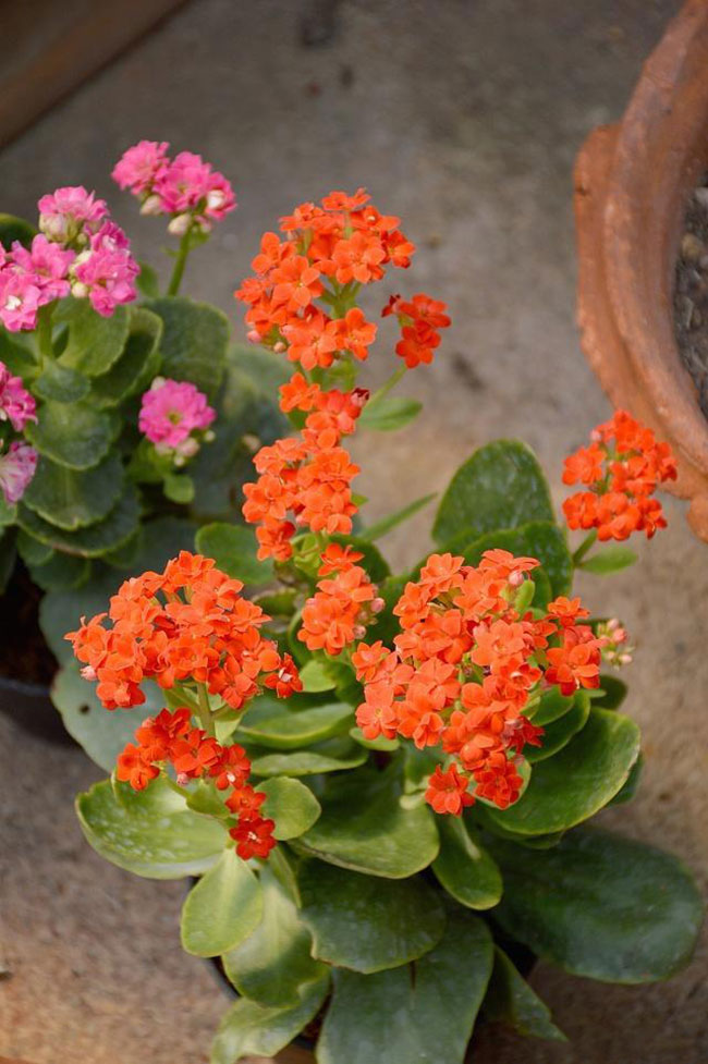 长寿花冬季催花技巧