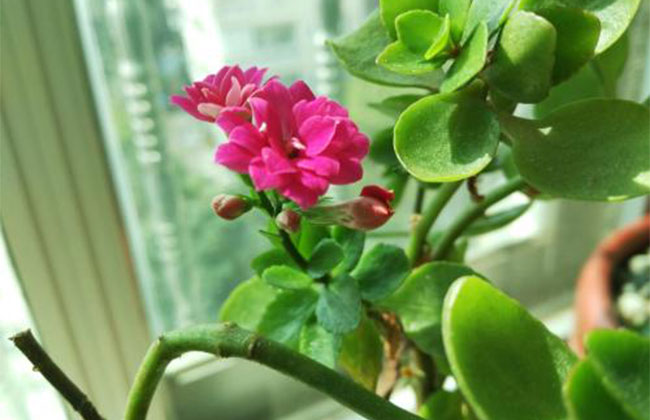 长寿花