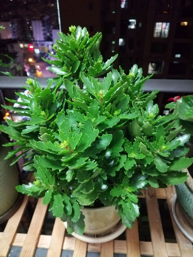 长寿花