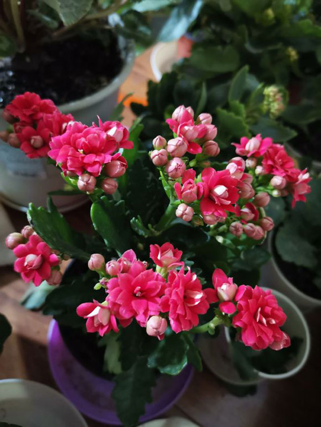 长寿花