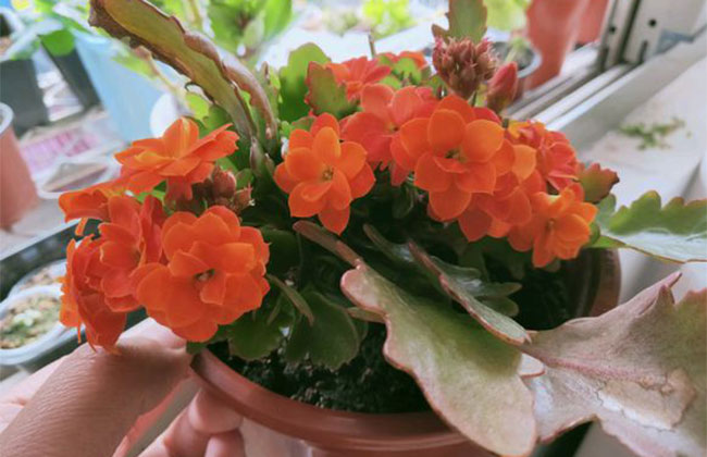长寿花