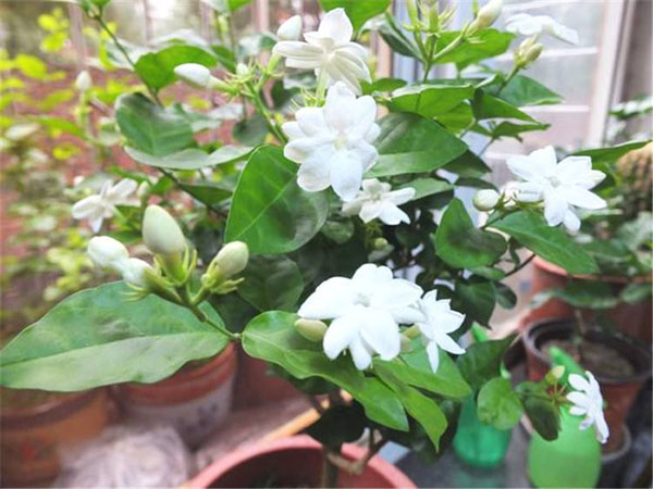 茉莉花怎样养成带桩盆景？