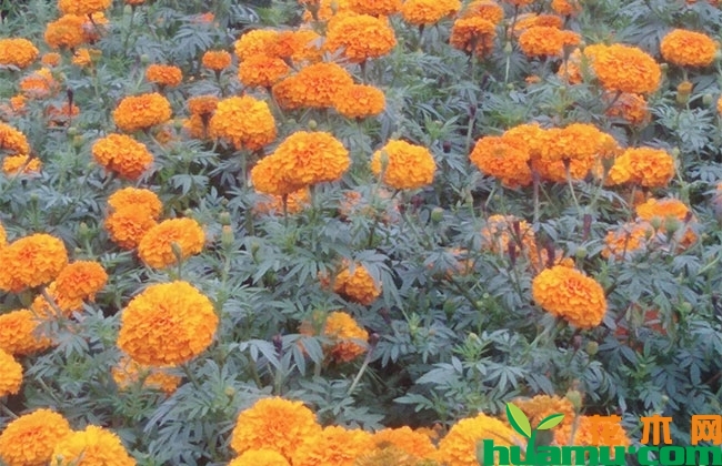 万寿菊几月份种植？万寿菊种植技术