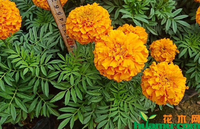 万寿菊种植技术 万寿菊种植技术