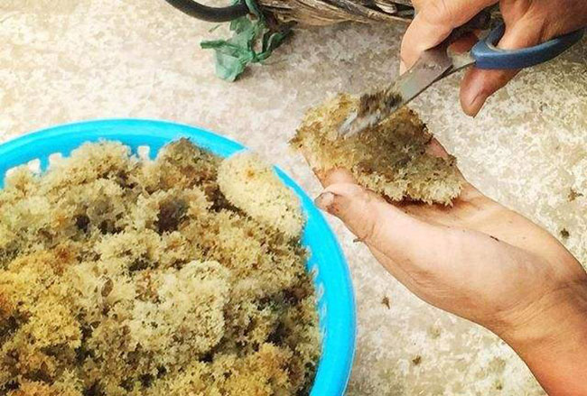 竹燕窝的价格行情