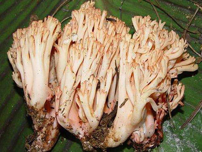 珊瑚菌