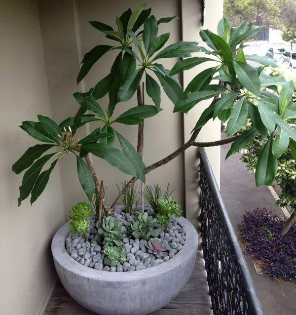 鸡蛋花盆栽