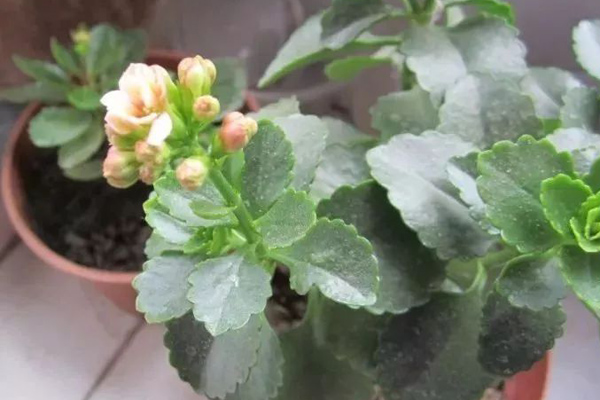 长寿花