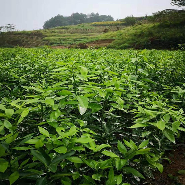 柑橘适合种植在哪里？柑橘种植技术与管理