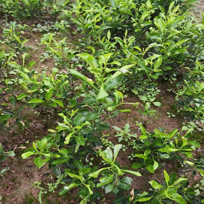 柑橘适合种植在哪里？柑橘种植技术与管理