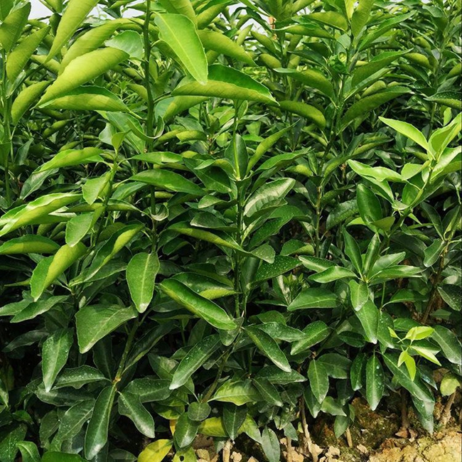 柑橘适合种植在哪里？柑橘种植技术与管理