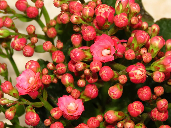 长寿花