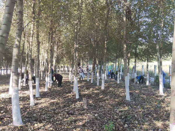 苗木涂白