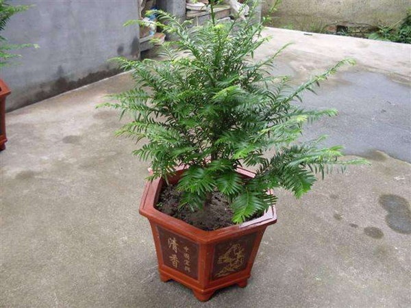 红豆杉