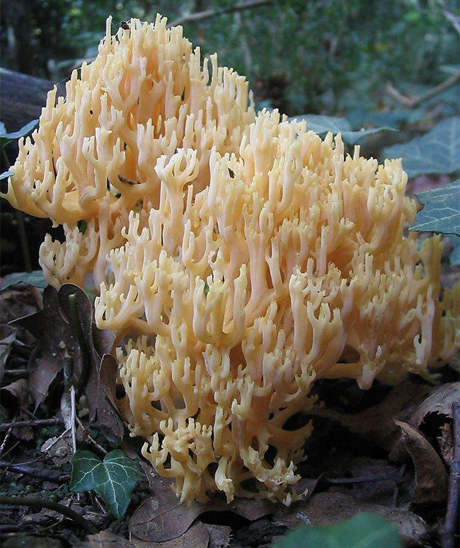 珊瑚菌