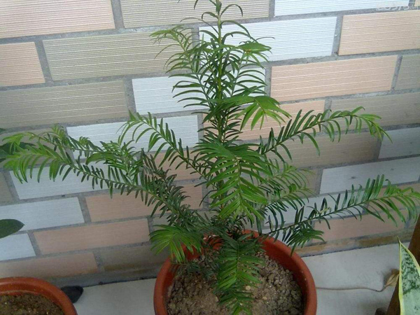 红豆杉