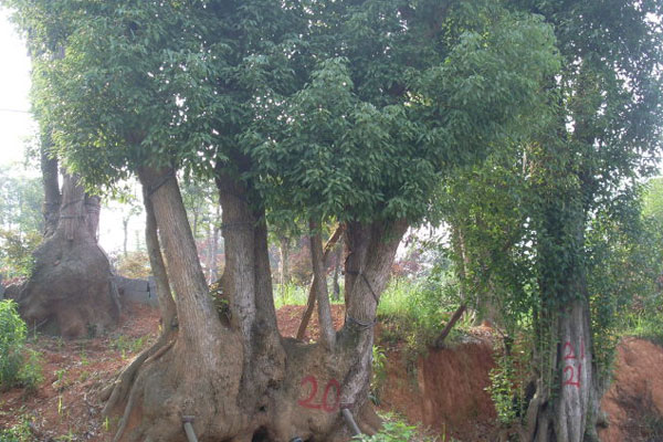 移栽树3.jpg