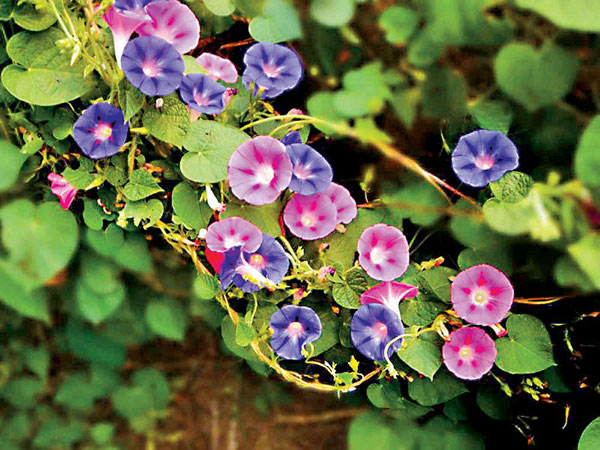 牵牛花.jpg