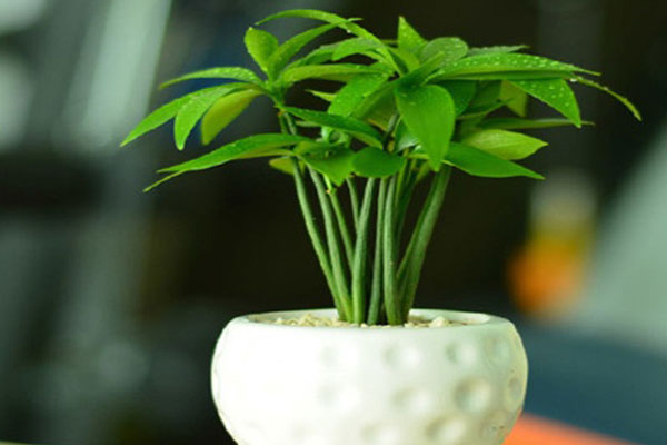 家里适合种竹柏吗？ 竹柏的风水知识
