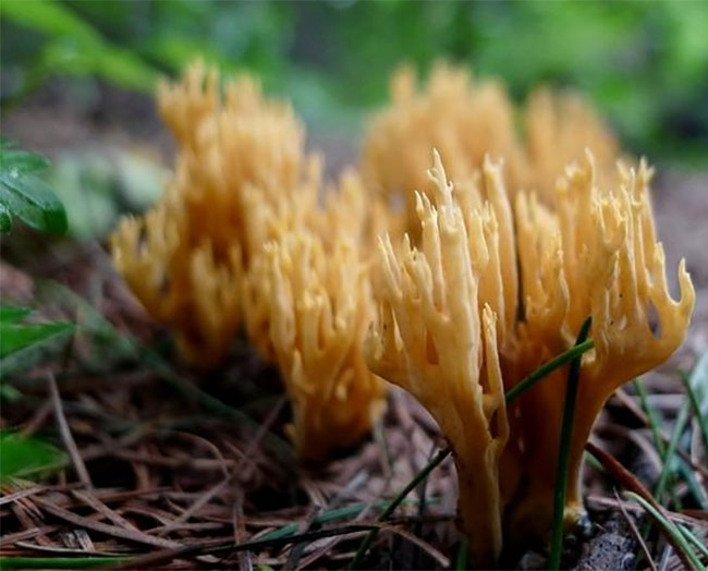 珊瑚菌