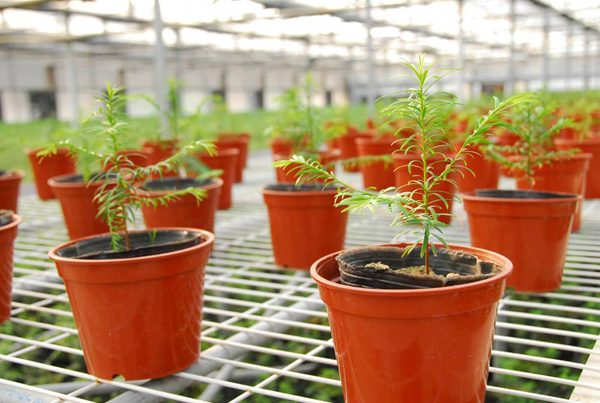 红豆杉有红蜘蛛用啥药？红豆杉叶枯病防治方法