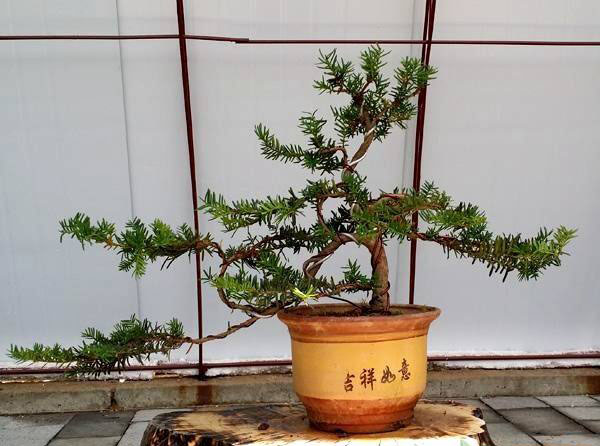 红豆杉介壳虫怎么治？红豆杉虫害用什么药？