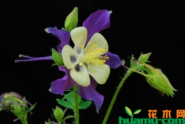 耧斗菜一年开几次花？怎样让耧斗菜多次开花？