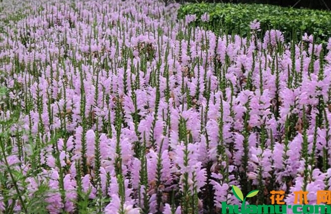 假龙头每平米栽植多少棵?假龙头种植管理方法