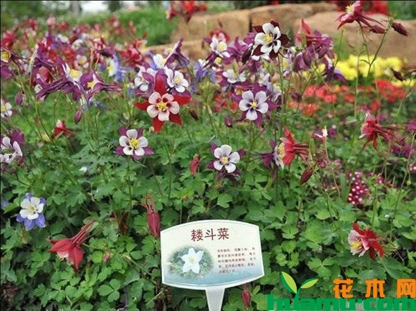 耧斗菜