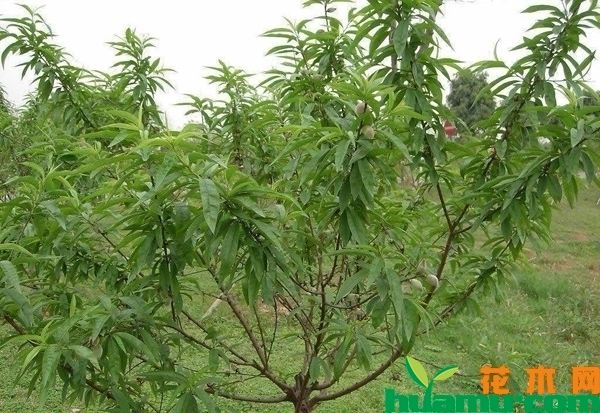 桃树种植管理