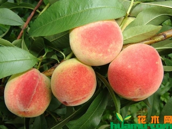 大桃树嫁接