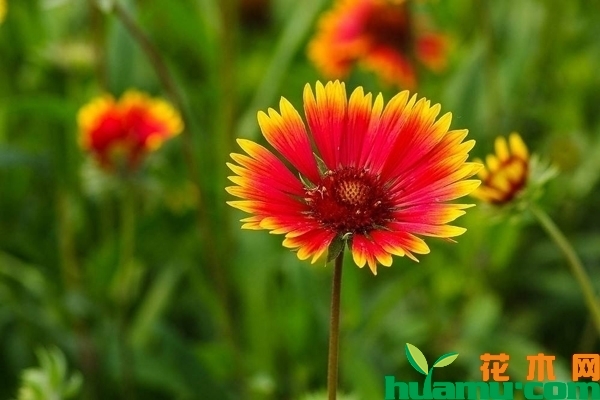 天人菊繁殖方法介绍